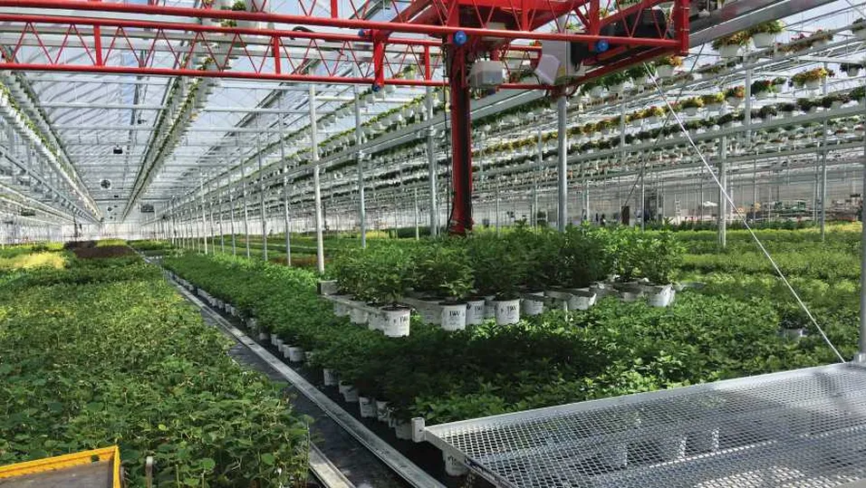 automated greenhouse care system